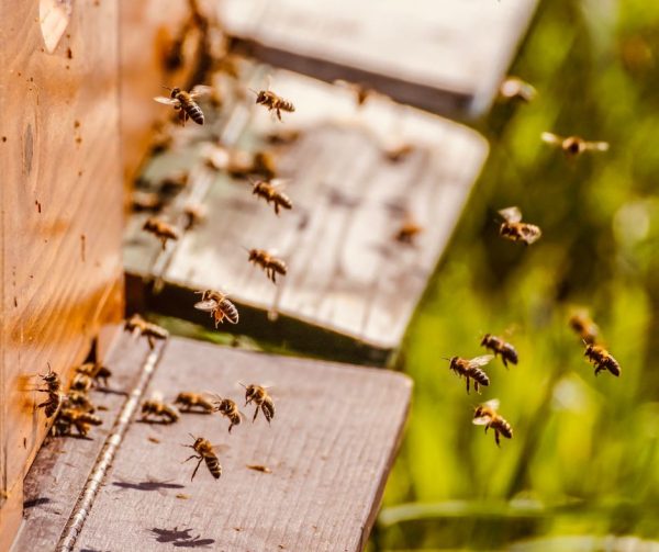 Une soirée avec les abeilles